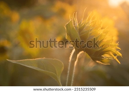 Closeup of sunflower in sunlit field.