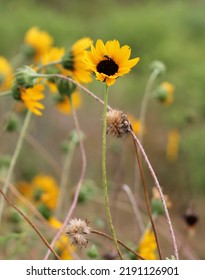 Closeup Of A Sunflower With A Surprising Guest! Bee Careful!