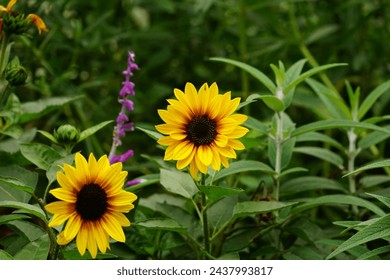Close-up of sunflowers blooming in the garden - Powered by Shutterstock