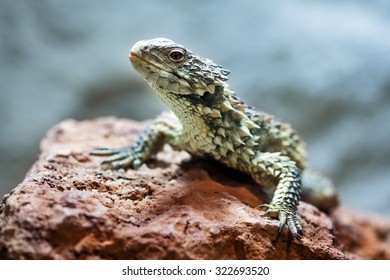 Close-up Of A Sungazer, Giant Girdled Lizard (Smaug Giganteus).