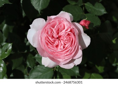 Close-up of a sunlit double blooming pink rose against a dark background - Powered by Shutterstock