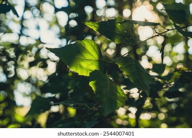 A close-up of sunlit leaves hanging from a tree branch in a forest, illuminated by natural light and creating a serene, tranquil atmosphere with soft shadows among the greenery - Powered by Shutterstock