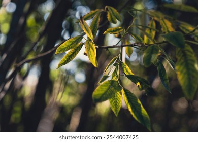 A close-up of sunlit leaves hanging from a tree branch in a forest, illuminated by natural light and creating a serene, tranquil atmosphere with soft shadows among the greenery - Powered by Shutterstock