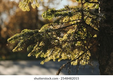 Close-up of sunlit pine tree branches. Vibrant green needles against a blurred autumnal background. Perfect for nature, holiday, or winter themes. - Powered by Shutterstock