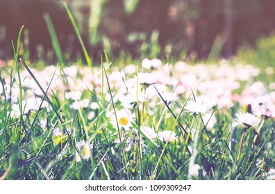 Close-up of a sunny meadow, field flowers. Lush grass lit by the soft sun