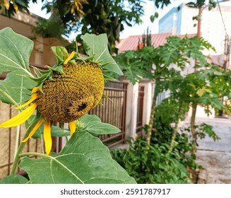 Closeup of surface details, textures and patterns of large sunflowers blooming in front of house. Beautiful big bright yellow flowers growing in the garden exposed to sunlight. Farming and greenhouse.