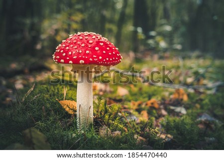 Close-Up Surface Level Of Mushroom
