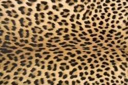 Real skin texture of leopard containing leopard, animal, and fur ...