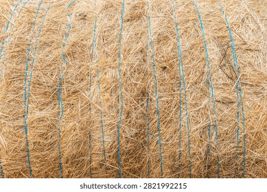Close-up surface of a tightly bound round hay bale secured with blue twine, filling the frame as a rustic agricultural texture background.