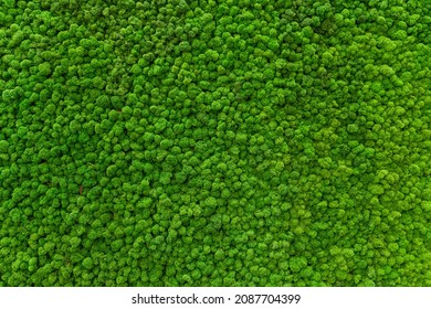 Nahaufnahme der mit grünen Moos bedeckten Wand. Modernes, umweltfreundliches Dekor aus gefärbtem Moos. Natürlicher Hintergrund für Design und Text.