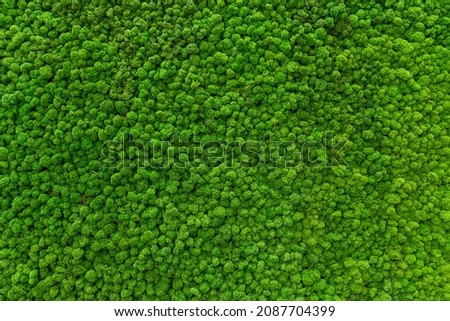 Close-up surface of the wall covered with green moss. Modern eco friendly decor made of colored stabilized moss. Natural background for design and text.