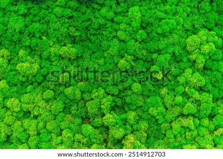 Close-up surface of the wall covered with green moss. Modern eco friendly decor made of colored stabilized moss. Natural background for design and text.