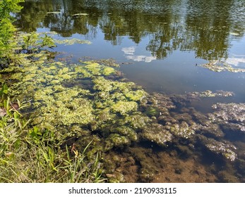 Closeup Swamp Background On Lake Stock Photo 2190933115 | Shutterstock