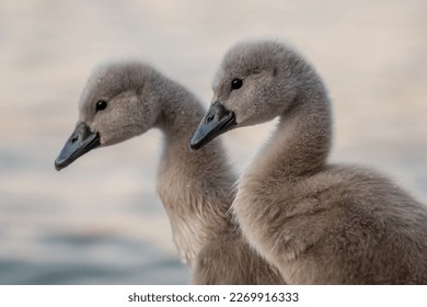 Close-up of a swan. Portrait of two gray baby swans. Side view of Mute swan cygnets. Cygnus olor in spring.