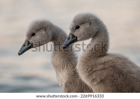 Close-up of a swan. Portrait of two gray baby swans. Side view of Mute swan cygnets. Cygnus olor in spring.