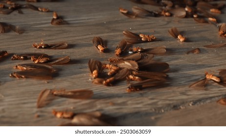 Close-up of a swarm of termites on a light-colored floor with a shallow depth of field. The image captures a cluster of termites in various stages of life, including winged and wingless individuals.