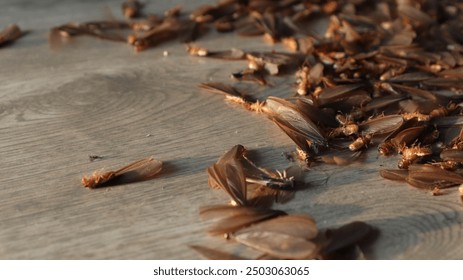 Close-up of a swarm of termites on a light-colored floor with a shallow depth of field. The image captures a cluster of termites in various stages of life, including winged and wingless individuals.