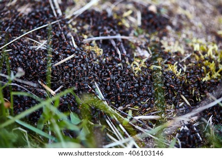 Closeup of a swarming nest of black-red ants