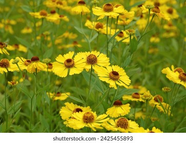 Closeup swathe of Helenium, The Bishop, also known as Golden Sneezeweed
