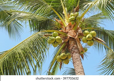 Closeup of sweet coconut palm tree with many young fruit on blue sky