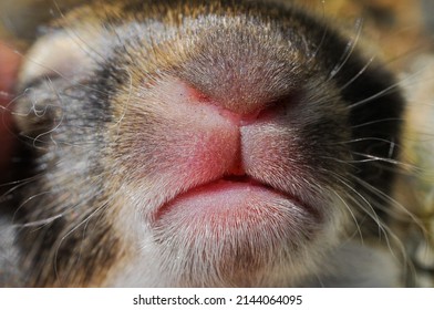 A Closeup Of The Sweet Face Of A Very, Very Tiny Young Baby Cottontail Rabbit.  Its Eyes Are Still Closed And It Is Still Totally Dependent On The Mother Rabbit Who Has Abandoned The Nest.