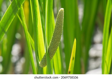 Close-up of sweet flag or acorus calamus with a blurred background photographed in the garden of herbs and medicinal plants.