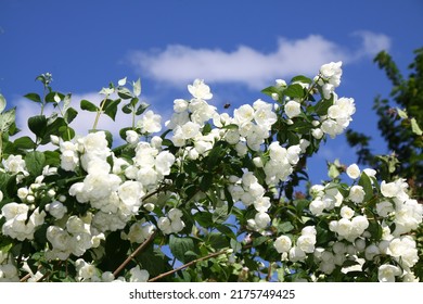 Close-up Of A Sweet Mock-orange, Hydrangeaceae