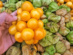 Close-up Of Sweet Orange Organic Cape Gooseberry Sweet Pulp Fruit, Selective Focus
