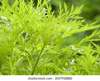 A closeup of the sweet wormwood  Artemisia annua 