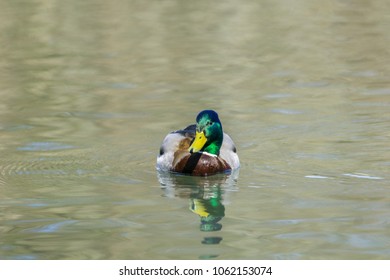 Close-up of a swimming male Mallard Duck