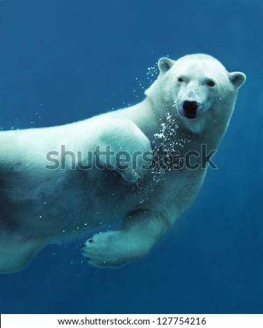 Close-up of a swimming polar bear underwater looking at the camera.