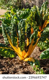 Close-up of a Swiss chard 'Bright Yellow' growing in soil in winter on a sunny day. Arkivfotografi