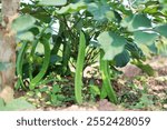 Close-up of sword beans (Canavalia gladiata), showcasing their distinctive long, flat pods and vibrant green color. Ideal for agricultural, food, and plant-focused content.