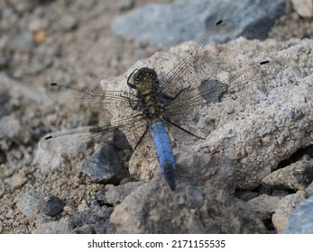 Closeup of sympetrum vulgatum blue dragonfly sitting at the rock 