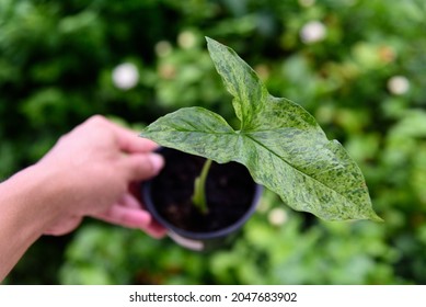 Closeup To Syngonium Mojito Holland In The Pot