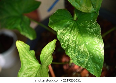 Closeup To Syngonium Mojito Holland In The Pot