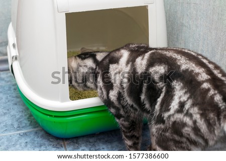 Close-up of a tabbed cat smelling it litter, indoor shot