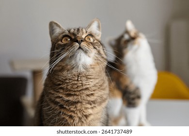 Close-up of a tabby and a calico cat indoors, both looking upward with intense curiosity and alertness in a warmly lit home environment