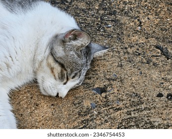 Close-up of a tabby cat asleep on rough concrete, a contrast of soft fur and hard surface. - Powered by Shutterstock