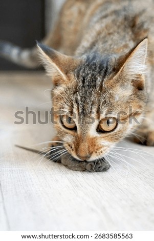 Close-up of a tabby cat with a captured mouse indoors, showing predator instinct, hunting behavior, sharp whiskers and eyes.                