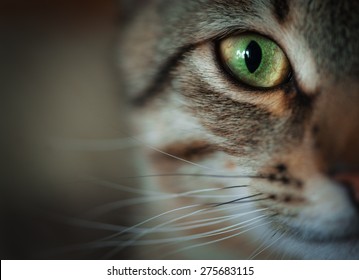 Imagenes Fotos De Stock Y Vectores Sobre Bigotes Gato Shutterstock