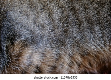 Closeup Tabby Cat Fur Texture Background Stock Photo 1139865533 Closeup Tabby Cat Fur Texture Background Stock Photo 1139865533