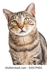Closeup of a tabby cat looking forward  - Shutterstock ID 310179401
