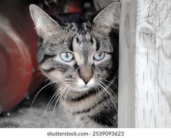 A close-up of a tabby cat with striking blue-green eyes, gazing to the side. The background is slightly blurred, highlighting the cat's face and emphasizing the texture of its fur and whiskers. - Powered by Shutterstock