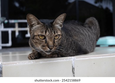 Close-up of a tabby cat with yellow-green eyes, resting on a tiled surface. Its dark brown fur has striped patterns, and it gazes into the distance. The background is blurred, highlighting the cat's f - Powered by Shutterstock