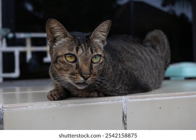 Close-up of a tabby cat with yellow-green eyes, resting on a tiled surface. Its dark brown fur has striped patterns, and it gazes into the distance. The background is blurred, highlighting the cat's f - Powered by Shutterstock