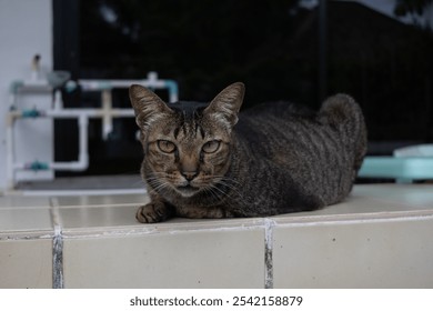 Close-up of a tabby cat with yellow-green eyes, resting on a tiled surface. Its dark brown fur has striped patterns, and it gazes into the distance. The background is blurred, highlighting the cat's f - Powered by Shutterstock