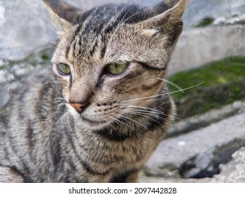 Closeup Tabby Cats Face Stock Photo 2097442828 | Shutterstock