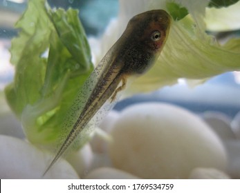 closeup of a tadpole in a pond - Shutterstock ID 1769534759