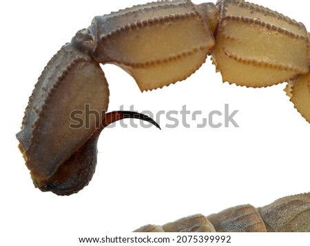 Close-up of the tail and stinger of a  a highly venomous fat tail scorpion (Androctonus australis). A tiny drop of venom has been secreted from the bulbous venom gland